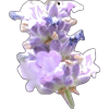 Lavender 2 - Uncategorized - 