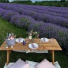 Lavender Farm Picnic - Mie foto - 
