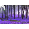 Lavender - Background - 