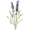 Lavender - Rascunhos - 