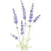 Lavender - Rascunhos - 