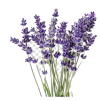 Lavender - Ilustracje - 