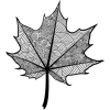 Leaf - Illustrazioni - 