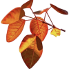 Leaf - Rascunhos - 