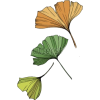 Leaf - Ilustrationen - 