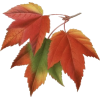 Leaf - Illustrazioni - 