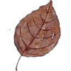 Leaf - 插图 - 