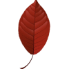 Leaf - Objectos - 