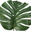 Leaf - Plants - 