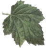 Leaf - Растения - 