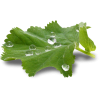 Leaf - Rośliny - 