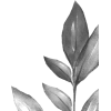 Leaf - Biljke - 