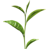Leaf - Rastline - 