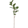 Leaf - Pflanzen - 