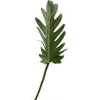 Leaf - Plantas - 