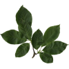 Leaf - Rastline - 