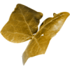 Leaf - Rośliny - 