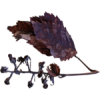 Leaf - Rastline - 