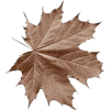 Leaf - Uncategorized - 