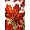 Leaves 1 - Other - 