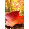 Leaves 3 - Other - 
