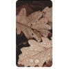 Leaves - Nature - 