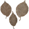 Leaves - Plantas - 