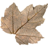 Leaves - Piante - 
