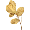 Leaves - Biljke - 