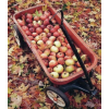 Leaves apples - Природа - 