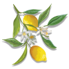 Lemon Branch - Растения - 