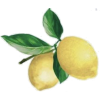 Lemon - Illustrazioni - 