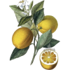 Lemons - Ilustracije - 