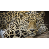 Leopard Portrait - Moje fotografie - 