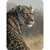 Leopard - Zwierzęta - 