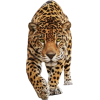 Leopard - Animales - 