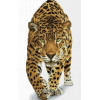 Leopard - Animales - 