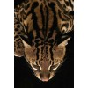 Leopard - Tiere - 