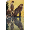 Leopard - Фоны - 
