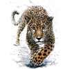 Leopard - Illustrations - 