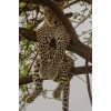 Leopard - Uncategorized - 