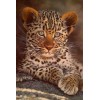 Leopard - Uncategorized - 
