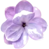 Lilac Flower - Rastline - 