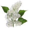 Lilac - Rośliny - 