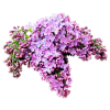 Lilac - Rastline - 