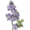 Lilac - Rośliny - 