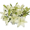 Lilies - Rośliny - 