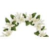 Lilies - Rastline - 