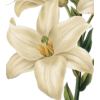 Lily Flower - Illustrations - 