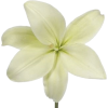 Lily - Items - 